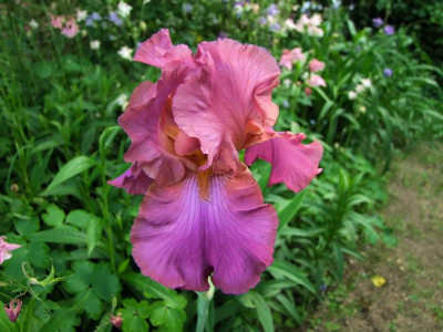 2017_0531MainurIris0288.jpg
