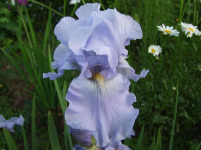 2017_0531MainurIris0222.JPG