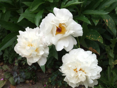 DSCF3991.JPG