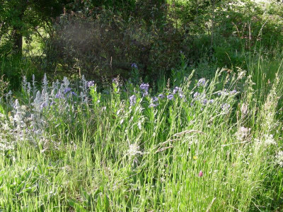 abandoned Amsonia orientalis DSCN9324.JPG