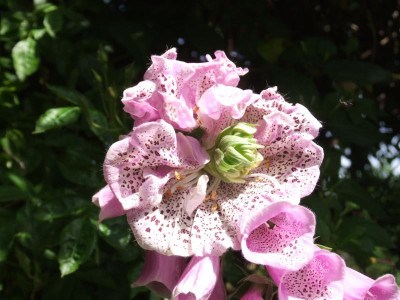 DSCF3972.JPG