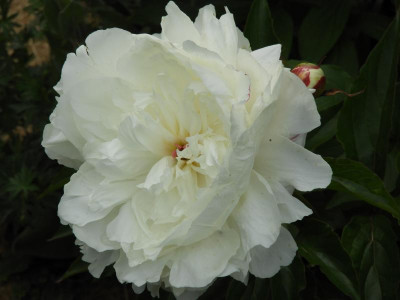 DSCN0004.JPG