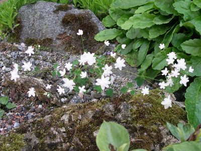Thalictrum urbainii Taiwan Baika 01.06.17.JPG
