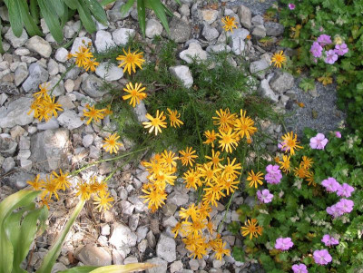 Senecio abrotanifolius ssp. abrotanifolius 01,06.17.JPG