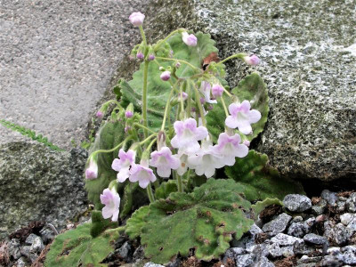 Opithandra primuloides 01.06.17.JPG
