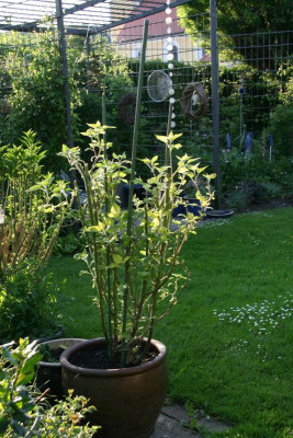 Andenbeere0217.JPG