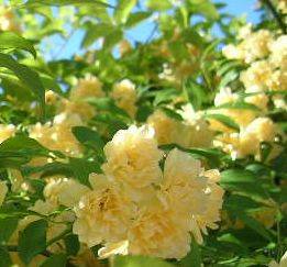 Meraner_Roslein_-_R._banksia_lutea.jpg