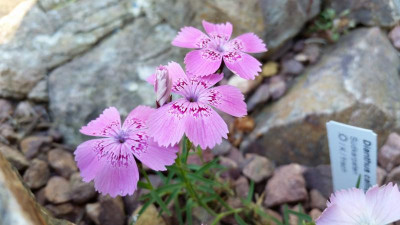 Dianthus  callizonus 01.06.17.jpg