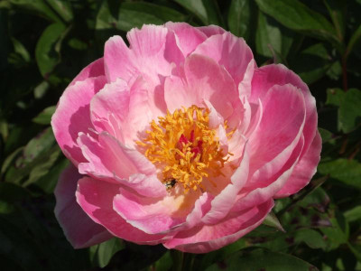 DSCF4009.JPG