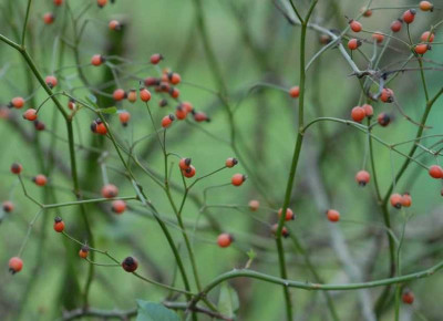 Rosa_moschata_Hagebutten_klein.jpg