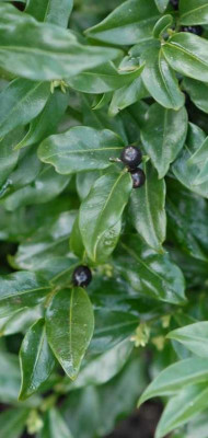 Sarcococca_humilis_Beeren_klein.jpg