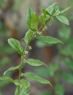 Sarcococca_humilis_Knospen_klein.jpg