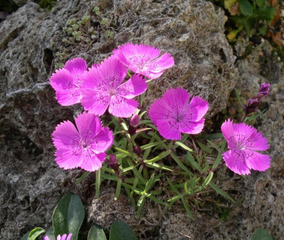 Dianthus callizonus.JPG
