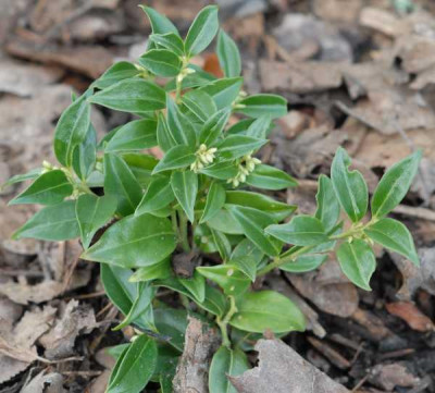 Sarcococca_humilis_Stecki_klein.jpg