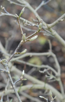 Magnolia_liliiflora_Nigra_Knospen_klein.jpg