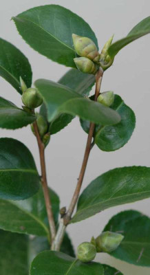 Camellia_Dr._Burnside_Knospen_klein.jpg
