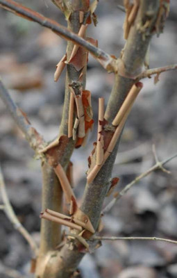 Acer_griseum_Rinde_klein.jpg