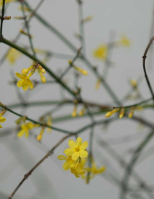 Jasminum_nudiflorum_klein.jpg