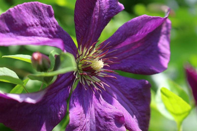Clematis-01.JPG