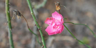 Strauchrose_unbekannt_klein.jpg