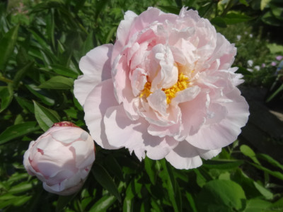 rosa gef..JPG