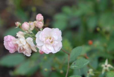 Rose_Anna-Maria_de_Montravel2_klein.jpg