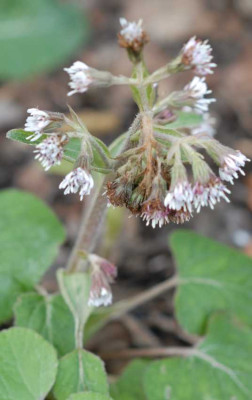 Petasites_fragrans_klein.jpg