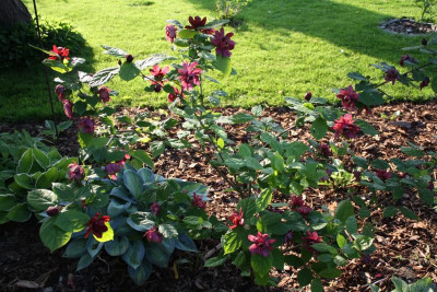 Garten, Mai 2017 054.JPG