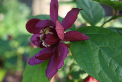 Garten, Mai 2017 048.JPG
