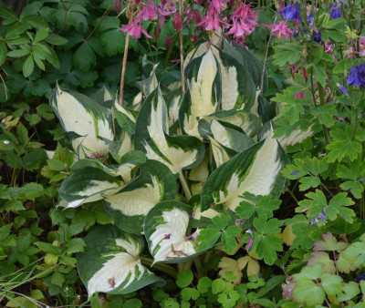 Hosta-FireandIce.17-1.jpg