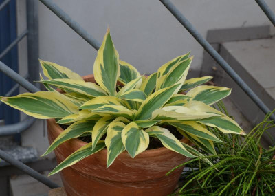 Hosta-LakesideDragonfly.17-1.jpg