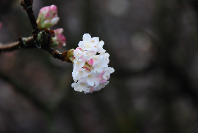 Viburnum-bodnantense-Dez.jpg