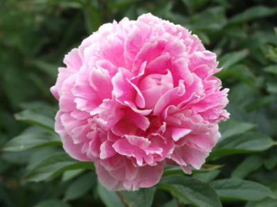 DSCF4073.JPG