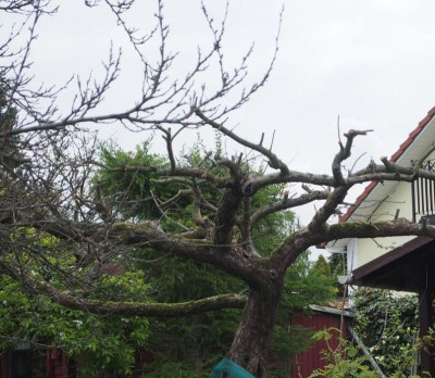 Apfelbaum nach Verstümmelung b.jpg