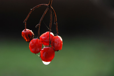 Schneeballbeeren-matschig.jpg