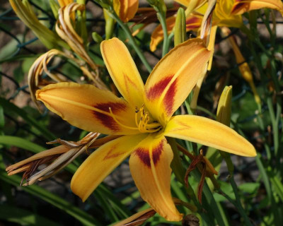 Blutorange-15-4.jpg