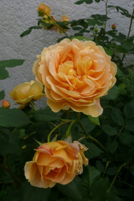 Rose1_b.JPG