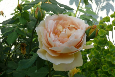Rose_1c.JPG