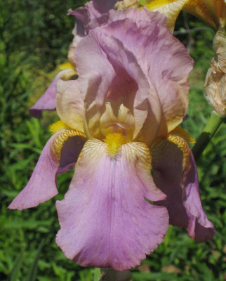 IMG_1932 Iris.jpg