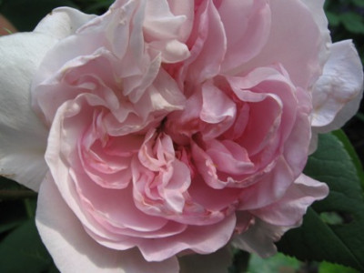 Fatin_Latour_5.jpg