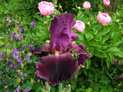 2017_0603IrisIris0004.jpg