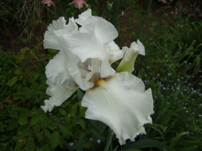 2017_0603IrisIris0020.JPG