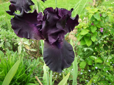 2017_0603IrisIris0031.JPG