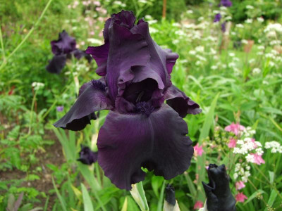 2017_0603IrisIris0036.JPG