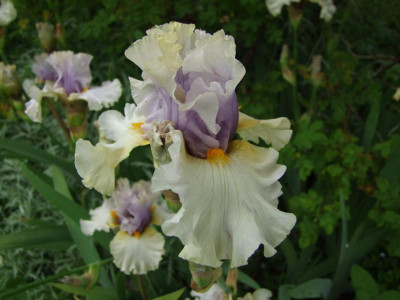 2017_0603IrisIris0039.JPG