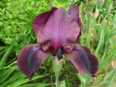 2017_0603IrisIris0050.JPG