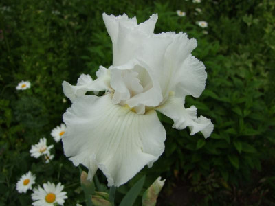 2017_0603IrisIris0044.JPG