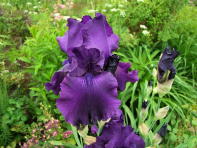 2017_0603IrisIris0046.jpg