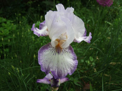 2017_0603IrisIris0057.JPG