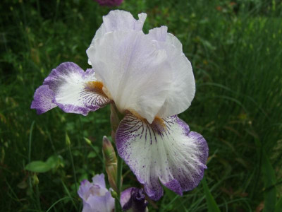 2017_0603IrisIris0059.JPG